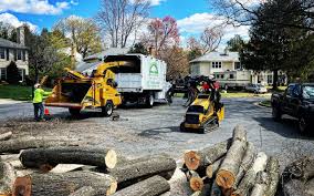 Best Tree Disease Treatment  in Roxborough Park, CO