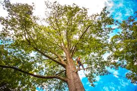 Best Tree Health Inspection  in Roxborough Park, CO