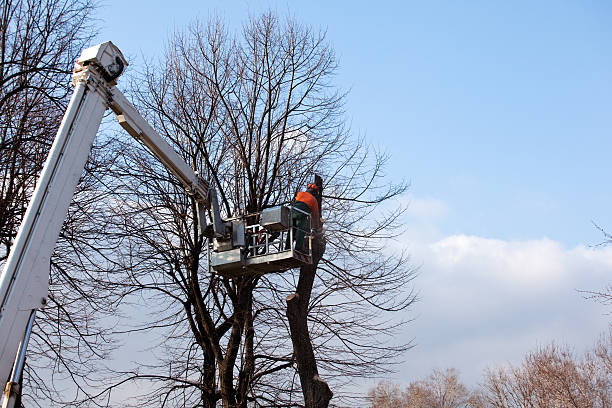 How Our Tree Care Process Works  in  Roxborough Park, CO